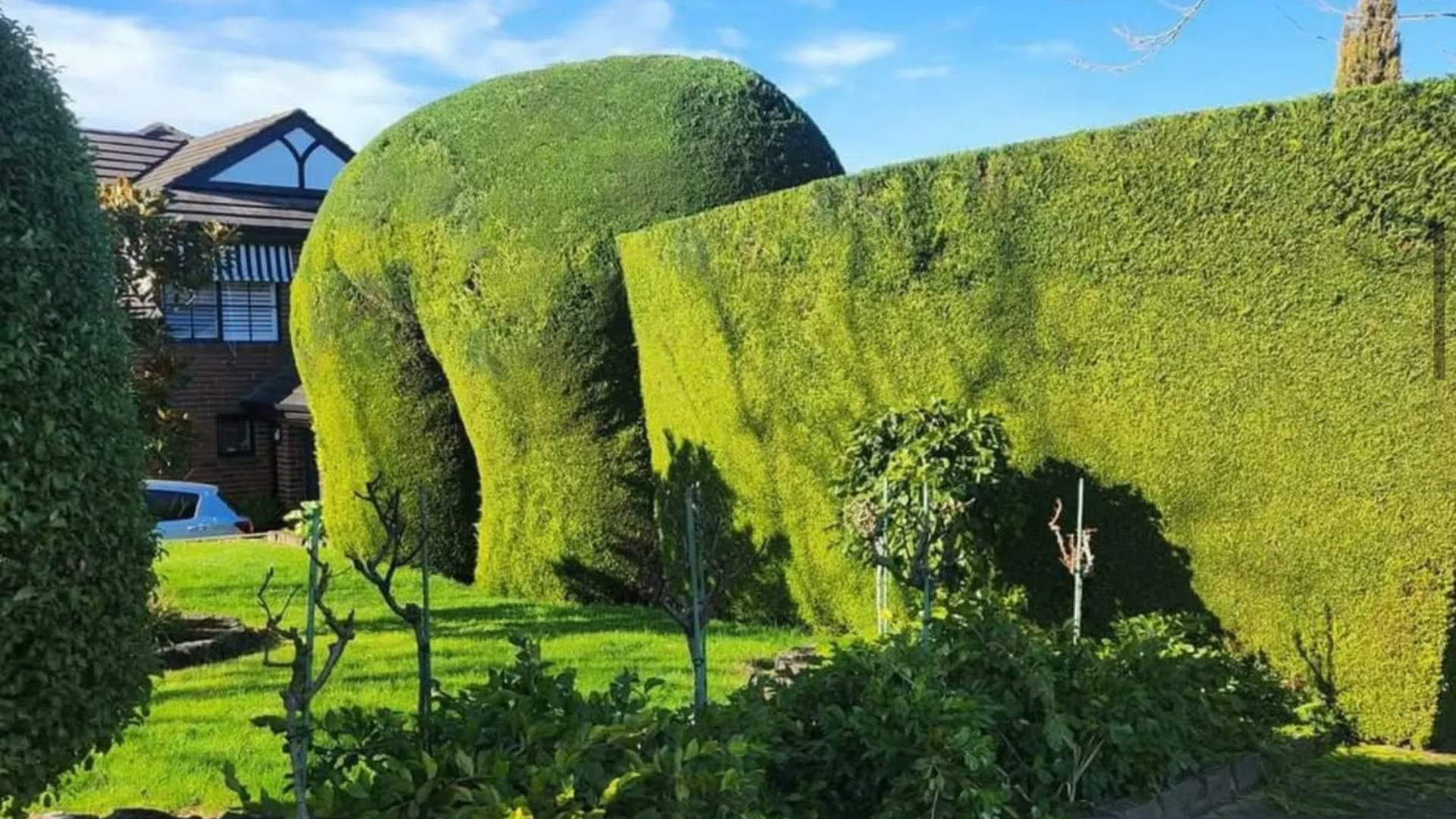 Professional Hedge Trimming South East Melbourne: Expert Hedge Cutting Services Near You