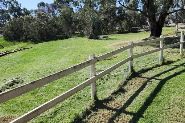 professional hedge trimming