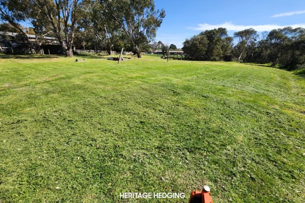 hedge removal service