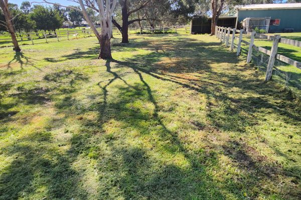 hedge trimming experts