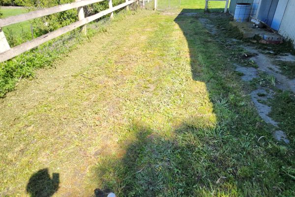 hedge trimming service